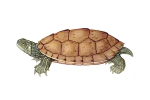 Reptile Illustrations Prints: Common Map Turtle