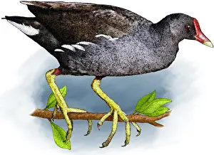 Nature Posters Prints: Common moorhen