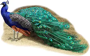 Pavo Cristatus Images Prints: Common Peacock