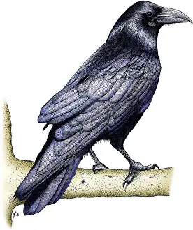 North American Wildlife Art Prints: Common Raven