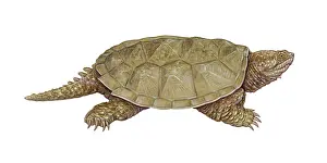 Wildlife Illustration Art Prints: Common Snapping Turtle