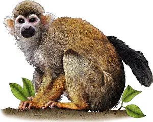New World Monkeys Prints: Common Squirrel Monkey, Illustration
