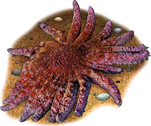 Marine Life Illustrations Prints: Common Sunstar