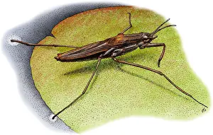 American Wildlife Illustrations Prints: Common Water Strider