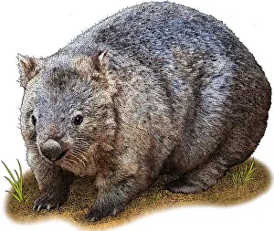 Common Wombat Prints: Common Wombat