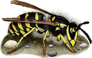 Hymenoptera Illustration Prints: Common Yellow Jacket Wasp