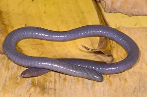 West African Wildlife Prints: Congo Caecilian