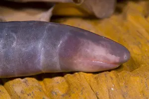 West African Wildlife Prints: Congo Caecilian
