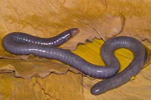 West African Wildlife Prints: Congo Caecilian