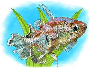 Marine Life Artwork Prints: Congo Tetras