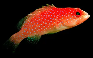 Coral Rock-Cod Print