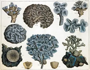 Marine Invertebrates Prints: Corals