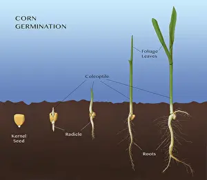 Seedling Growth Stages Prints: Corn Seed Germination, Illustration