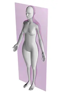 Coronal Plane Print of Female Body in Anatomical Illustration