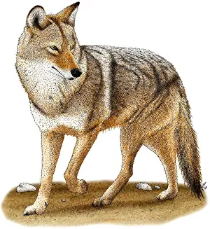 American Wildlife Art Prints: Coyote