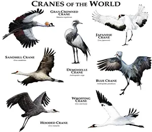 Wildlife Illustrations Prints: Cranes of the World
