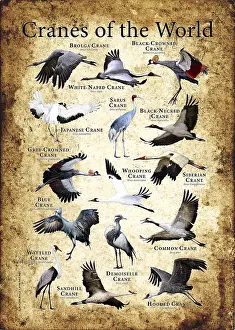 Wildlife Artwork Prints: Cranes of the World