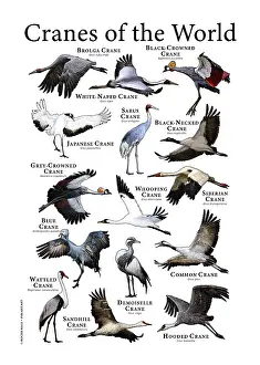 Cranes of the World