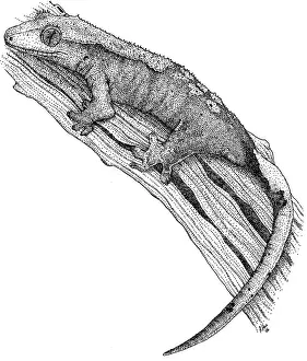 Crested Gecko Pen and Ink Print