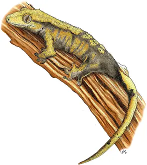 Framed Print : Crested Gecko Colorized Pen and Ink Print Framed Print : Crested Gecko Colorized Pen and Ink Print