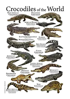 Prints of A colorful collage of scientifically accurate illustration of all extant species of crocodile Crocodilian Prints: Scientifically Accurate Crocodile Print Featuring 12 Species