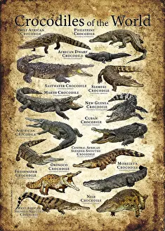 Wildlife Illustrations Prints: Crocodiles of the World