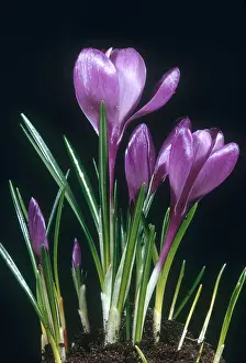 Purple Flowering Plant Prints: Crocus in Bloom