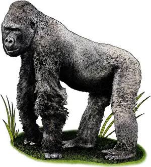 African Wildlife Art Prints: Cross River Gorilla