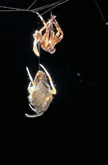 Araneus Diadematus Prints: Cross Spider