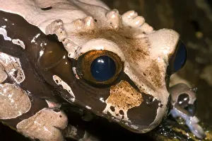 Central American Frogs Prints: Crowned Tree Frog