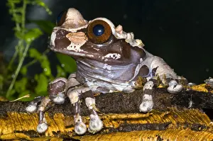 Central American Frogs Prints: Crowned Tree Frog