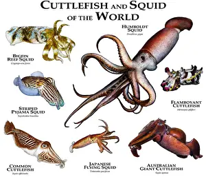 Cuttlefish of the World Print