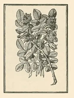 Antique Rose Illustrations Prints: Damask Rose