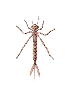 Insect Illustration Prints: Damselfly Nymph