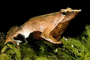 Parental Care In Animals Prints: Darwin's Frog