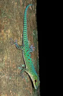 Madagascar Geckos Prints: Day Gecko