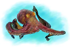 Blue Ocean Wildlife Prints: Day Octopus