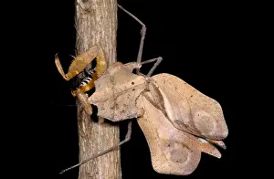 Southeast Asian Wildlife Prints: Dead-Leaf Mantid