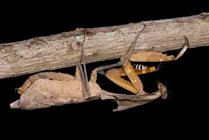 Praying Mantis Species Prints: Dead Leaf Mantis