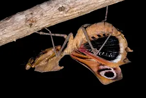 Praying Mantis Species Prints: Dead Leaf Mantis