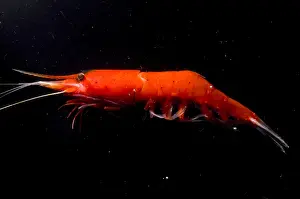 Deep Sea Prawn Systellaspis debilis Print