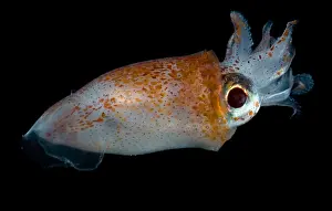 Deep Sea Squid Prints: Deep Sea Squid