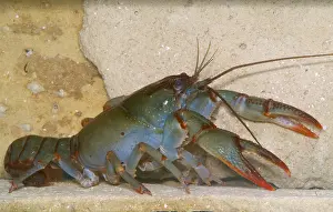 Freshwater Crustaceans Prints: Devil Crayfish