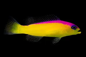 Coral Reef Fauna Prints: Diadema Dottyback