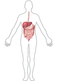 Gastrointestinal Tract Diagram Prints: Digestive System, Illustration