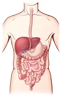 Medical Illustration Art Prints: Digestive System, Illustration