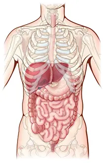 Human Body Illustration Prints: Digestive System, Illustration