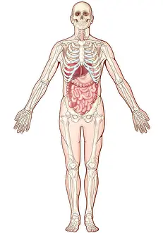 Human Anatomy Artwork Prints: Digestive System, Illustration