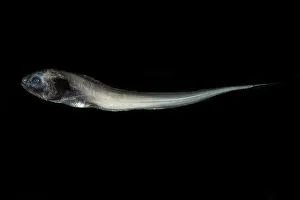 Framed Print : Digitate Cusk Eel Print - Deep-Sea Fish