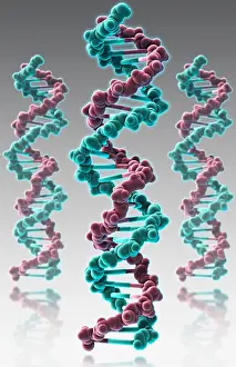 Double Helix Structure Prints: DNA, Molecular Model